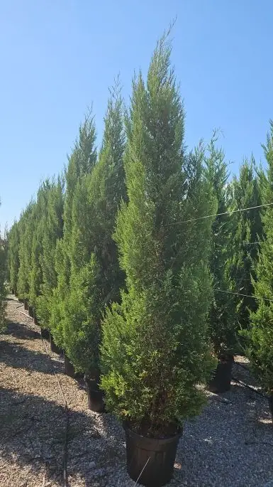Cupressocyparis leylandii ‘Blue Jeans’ vaso spirale