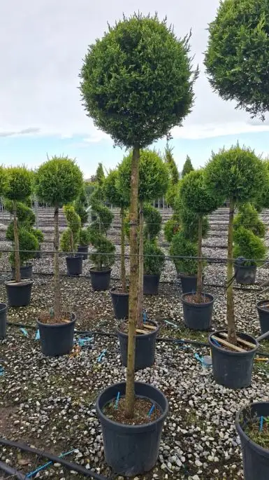 Cupressocyparis leylandii ‘Castlewellan Gold’ vaso 3/4 fusto