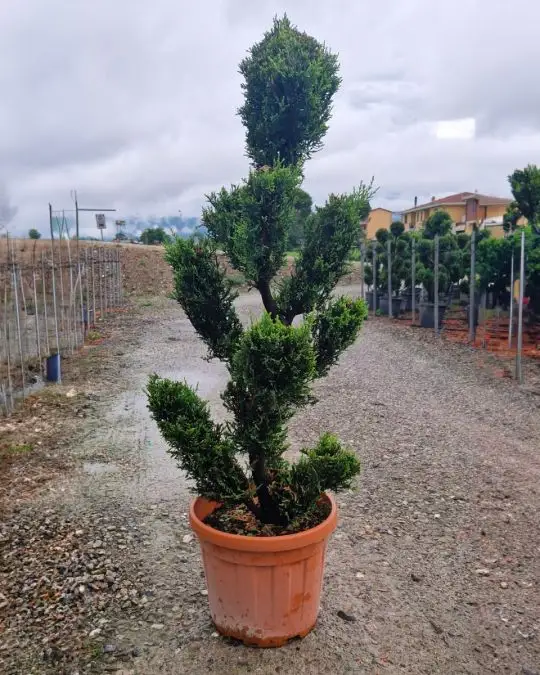 Cupressocyparis leylandii 'Castlewellan Gold' clt
