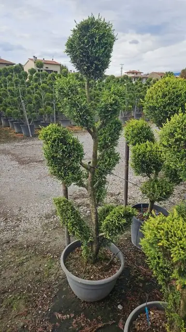 Cupressocyparis leylandii ‘Castlewellan Gold’ ciotola Bonsai