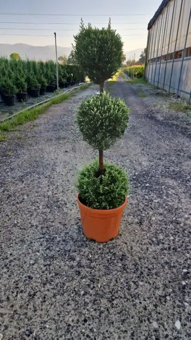 Cupressocyparis leylandii ‘Castlewellan Gold’ vaso mini 3 Palle