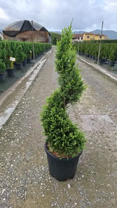 Cupressocyparis leylandii ‘Castlewellan Gold’ vaso mini spirale
