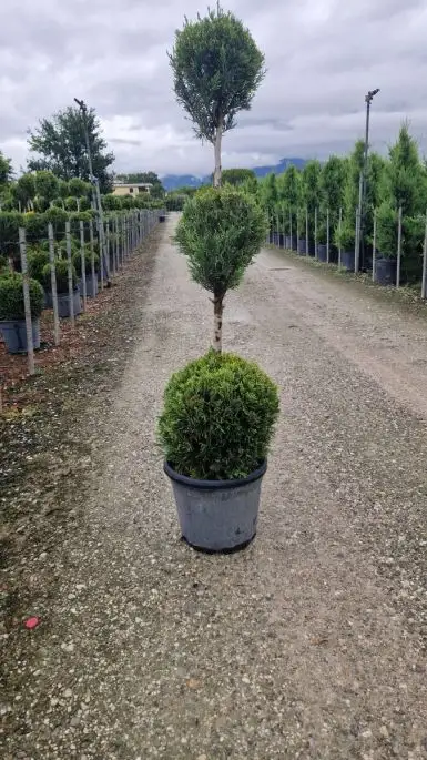 Cupressocyparis leylandii ‘Pyramidalis’ vaso 3 Palle