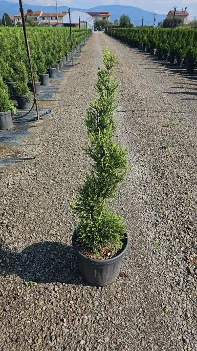 Cupressocyparis leylandii ‘Pyramidalis’ vaso mini spirale