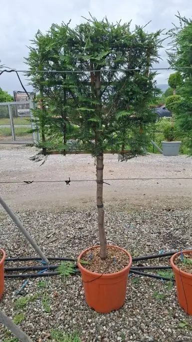 Cupressocyparis leylandii vaso spalliera 1/2 fusto