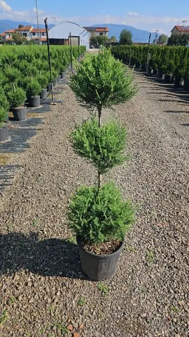 Cupressocyparis leylandii ‘Vito' vaso mini 3 Palle