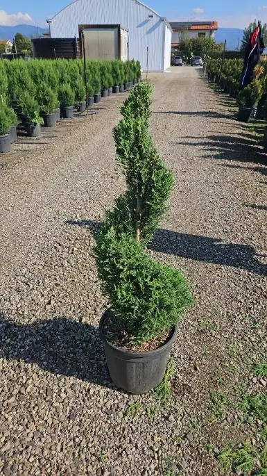Cupressocyparis leylandii ‘Vito' vaso mini spirale