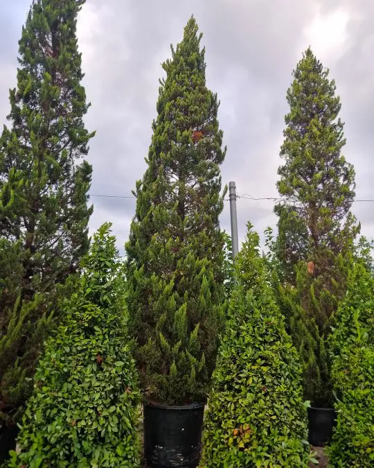 Cupressus macrocarpa 'Lutea' (m. 'Aurea')-SKU797
