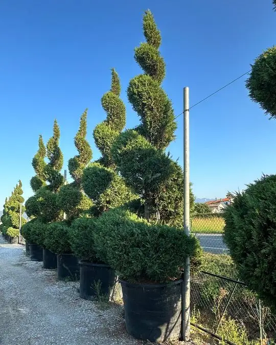 cupressus_leylandii_spirale_clt1000.jpg