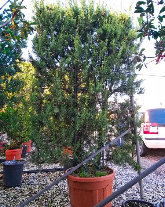 cupressus_sempervirens_agrimed_spalliera.jpg