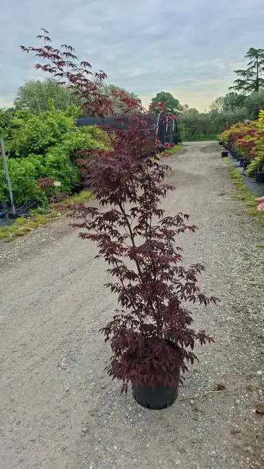 ACER PALMATUM ATROPURPUREA