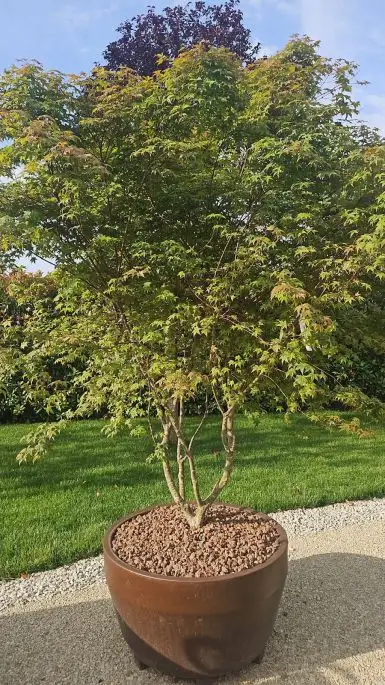 Acer palmatum deshojo-NATURART-CONF_8