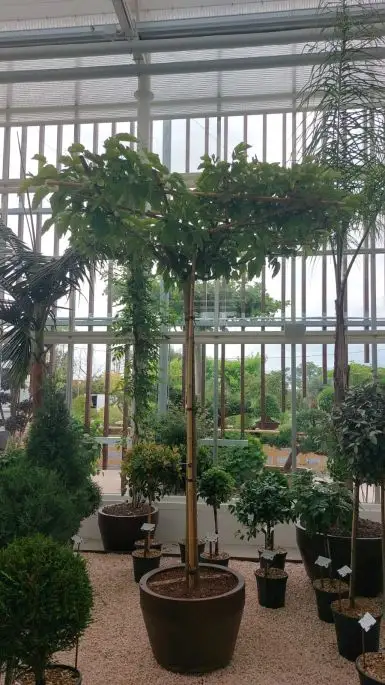 Morus platanifolia fruitless-NATURART-CONF_120