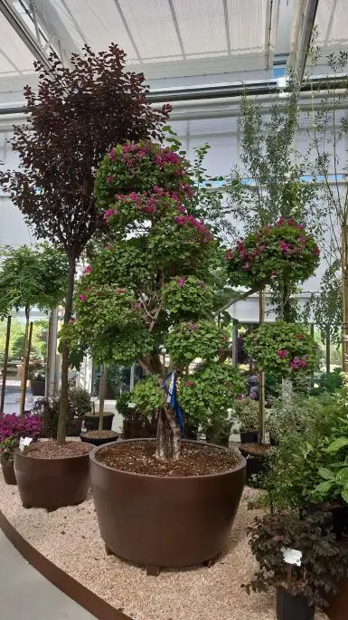 Bouganvillea in varieta'-NATURART-CONF_30