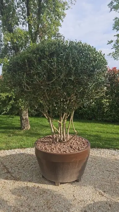 Phillyrea angustifolia-NATURART-CONF_134