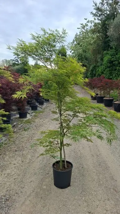 ACER DISSECTUM VIRIDIS
