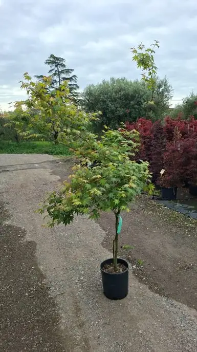 ACER PALMATUM