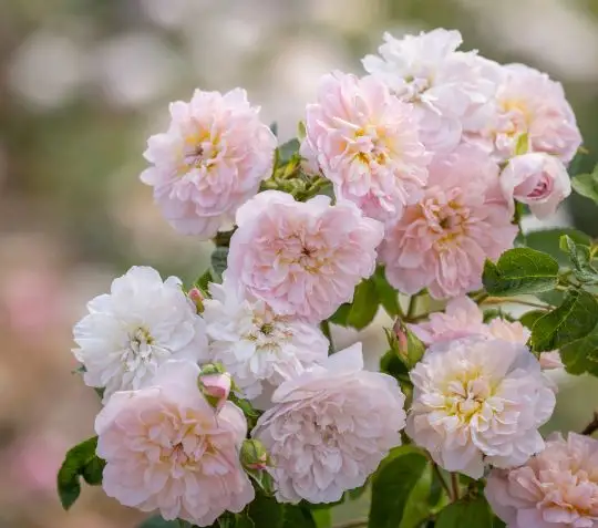 Rosa inglese Elizabeth®-TES_ROS_CONF_192