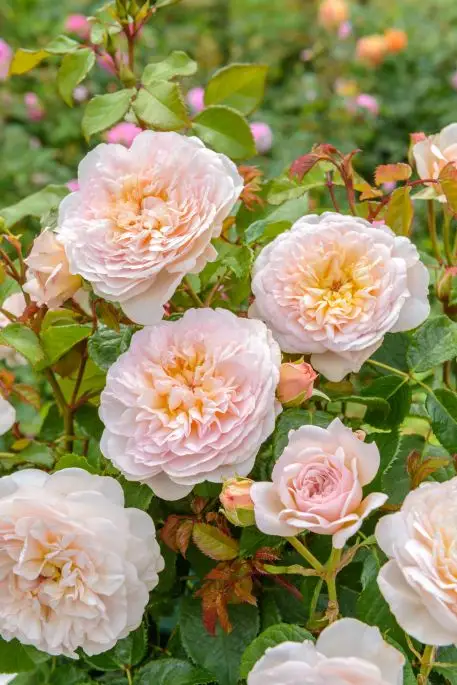 Rosa inglese Emili Bronte®-TES_ROS_CONF_186