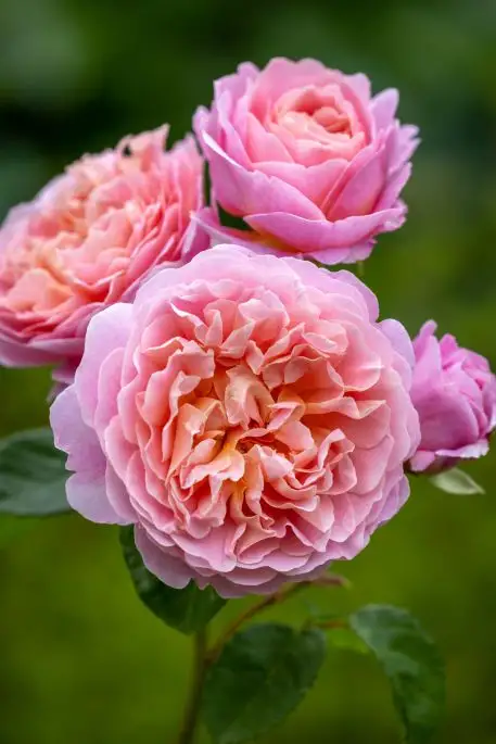 Rosa inglese Eustacia Vye®-TES_ROS_CONF_188