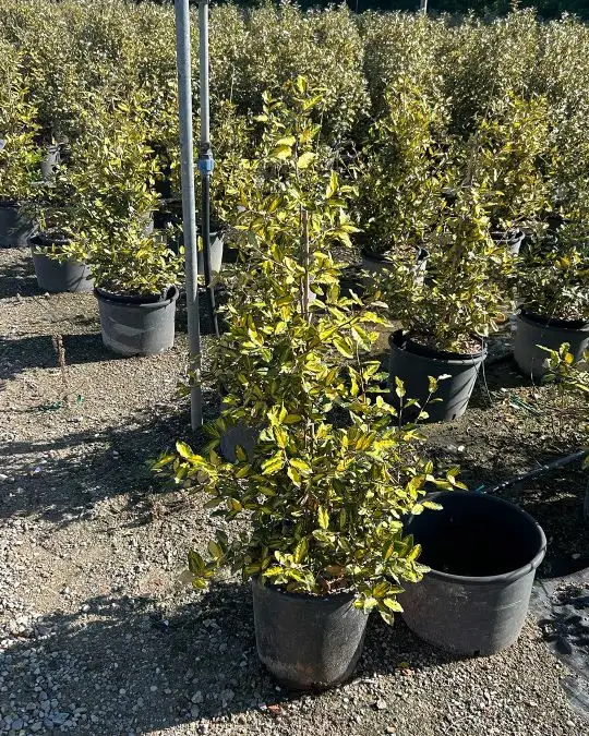elaeagnus_maculata_aurea_cono.jpg