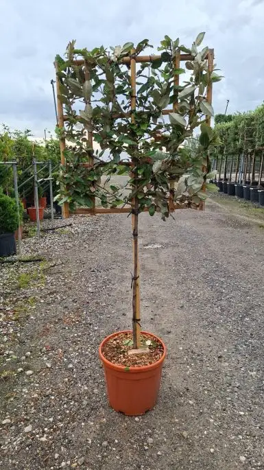Elaeagnus ebbingei 'Compacta' vaso spalliera 1/2 fusto