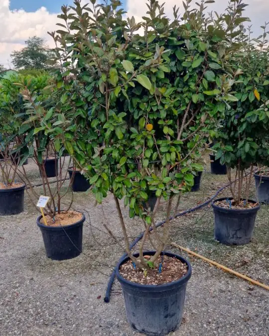 Elaeagnus ebbingei paracadute