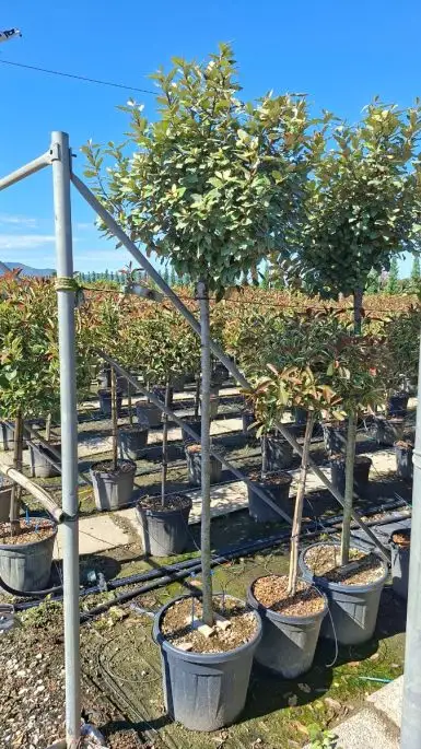 Elaeagnus ebbingei vaso 3/4 fusto