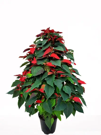 Euphorbia pulcherrima (stella di natale) cono