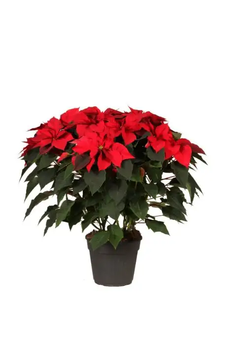 ASSORTIMENTO STELLE DI NATALE