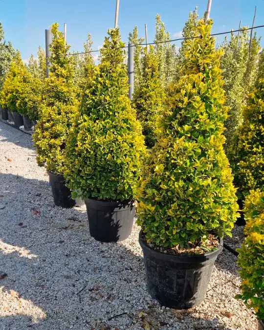 evonymus_aurea_cono_c55_120-140.jpg