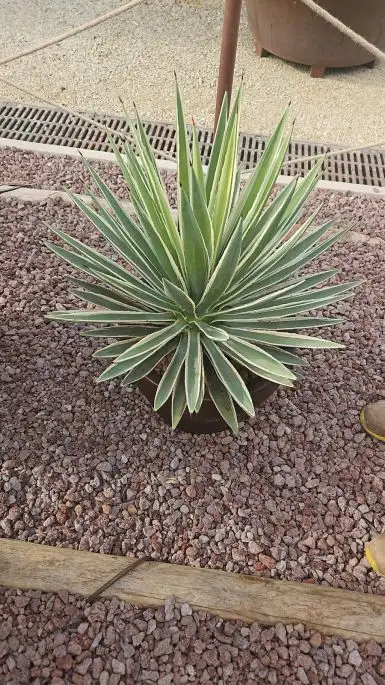 Agave angustifolia-NATURART-CONF_12