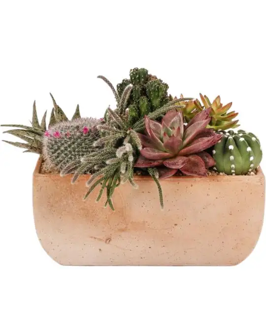 Composizione piante grasse - riviera-CAC_22