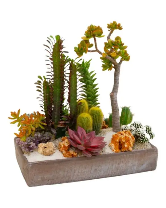 Composizione piante grasse - terracotta cioccolato giardino rettangolare-CAC_24