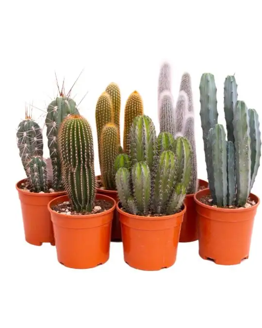 Cactus colonnari mix-CAC_10