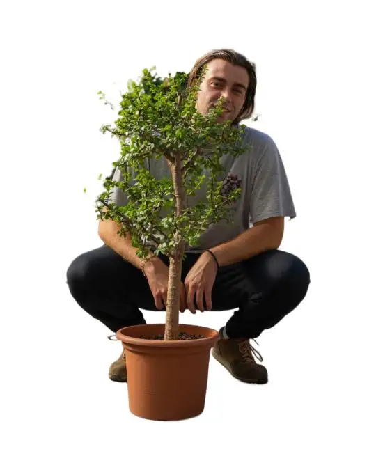 Composizione piante grasse - alberello portulacaria afra-CAC_16