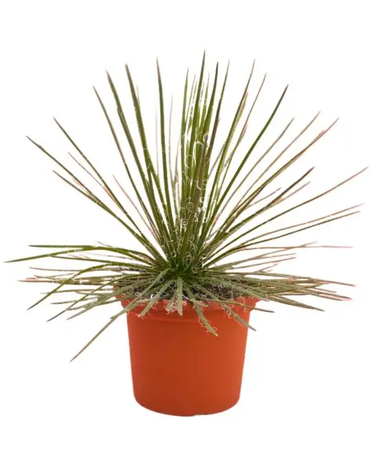 Agave geminiflora-CAC_4