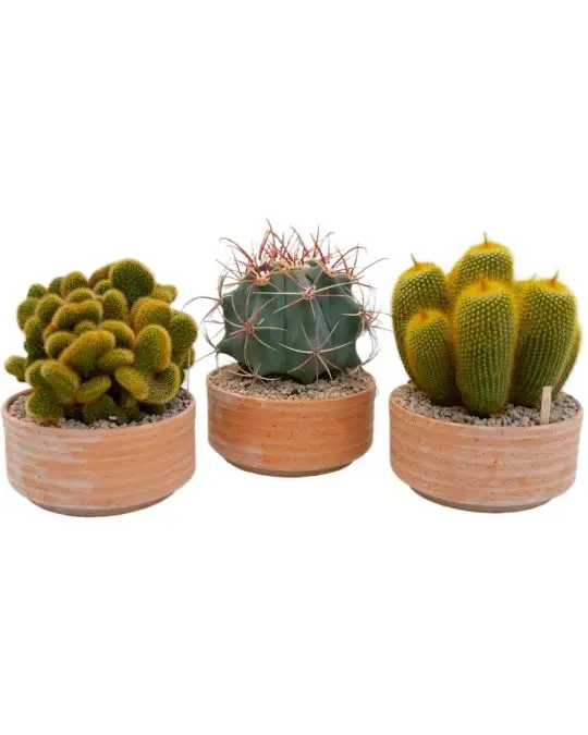 Cactus collezione-CAC_8