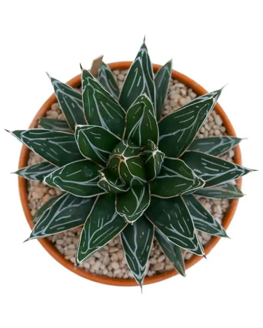 Agave vittoriae reginae-CAC_6