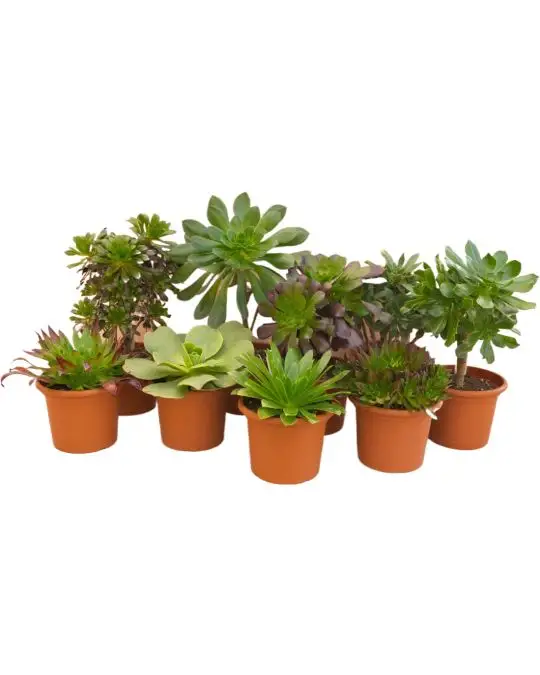 Aeonium collezione-CAC_2