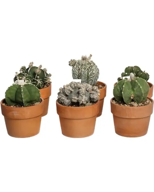 Astrophytum collezione-CAC_7