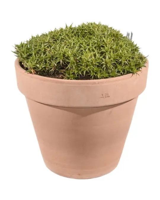 Abromeitiella brevifolia-CAC_1