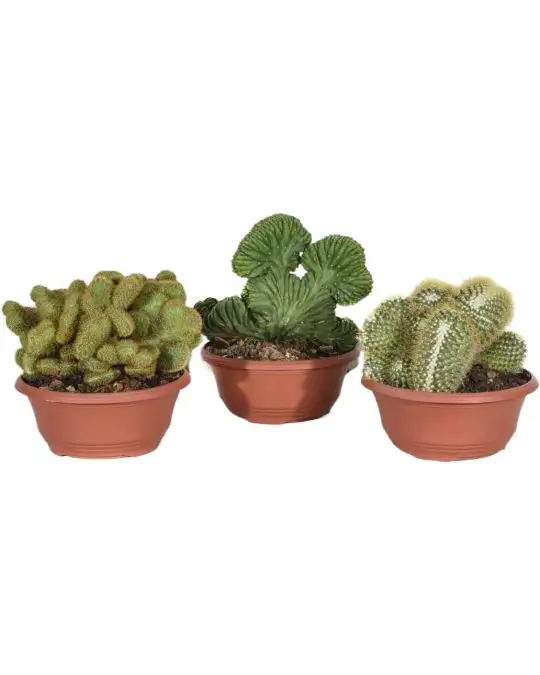 Cactus crestati collezione-CAC_11