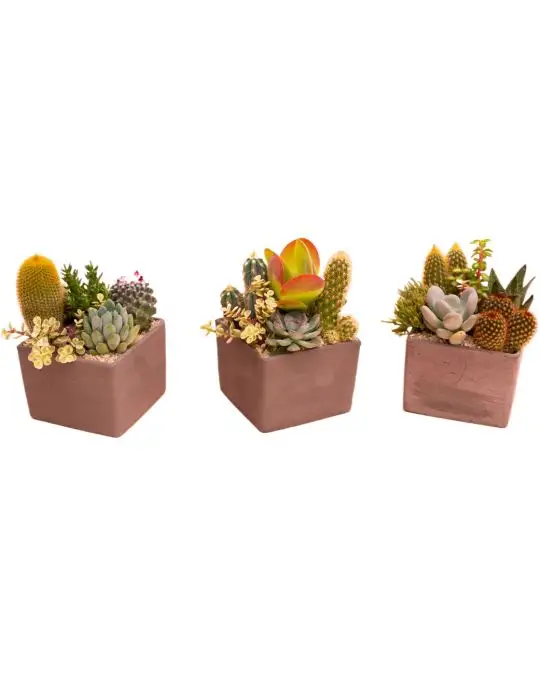 Composizione piante grasse - terracotta cioccolato cubo-CAC_23