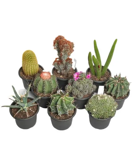 Cactus collezione spinoso-CAC_9