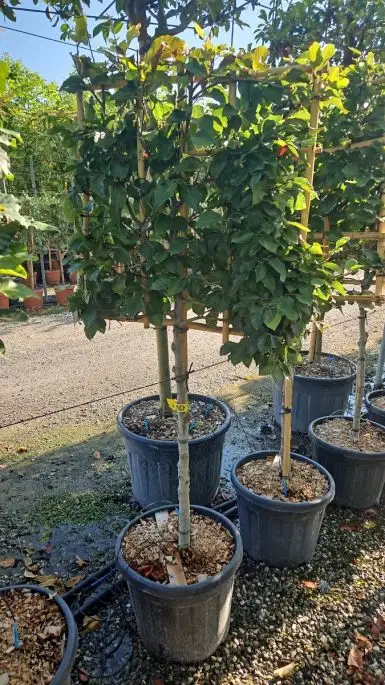 Fagus sylvatica vaso spalliera 1/2 fusto