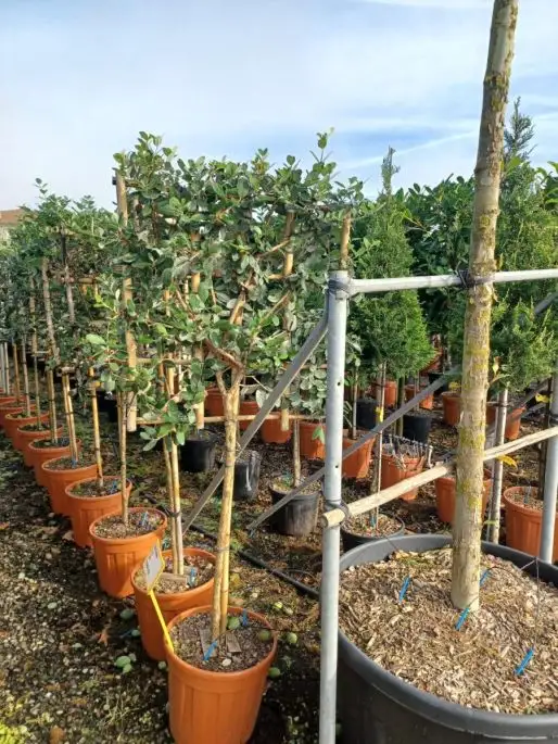 Feijoa sellowiana vaso spalliera 1/2 fusto