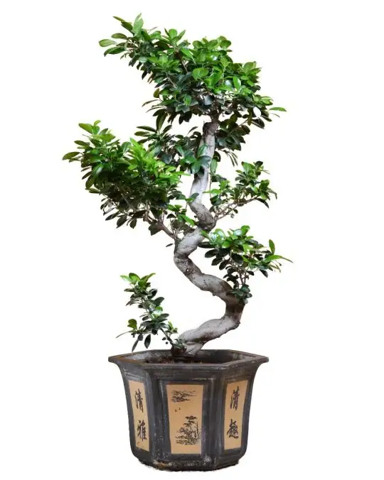 Ficus ginseng bonsai ciotola