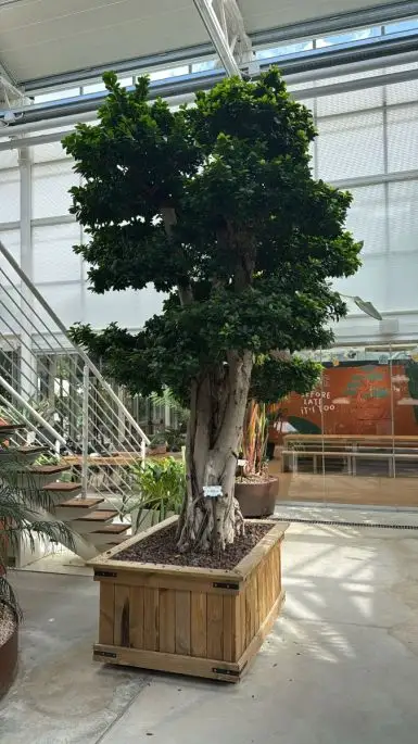 Ficus concinna cassa di legno Bonsai