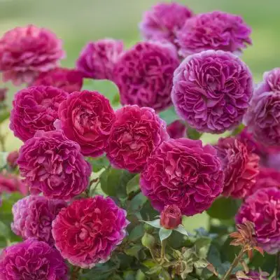 Rosa inglese Gabriel oak®-TES_ROS_CONF_193